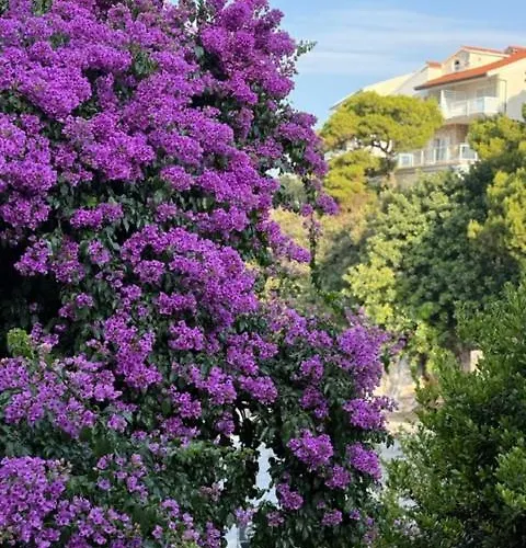 Biba Hvar *